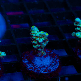 Ultra Acro 452