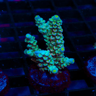 Ultra Acro 451