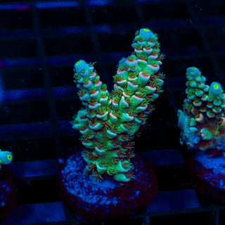 Ultra Acro 450