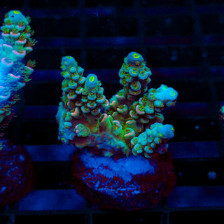 Ultra Acro 449