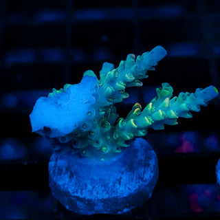 Glostick 105