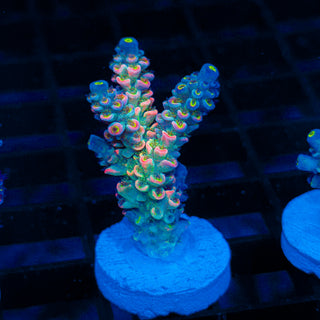 Glowing Phantom 622