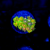 Funky Town Goni G484