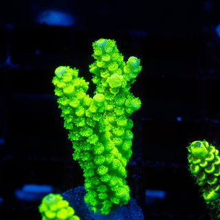 Neon Blaze R319