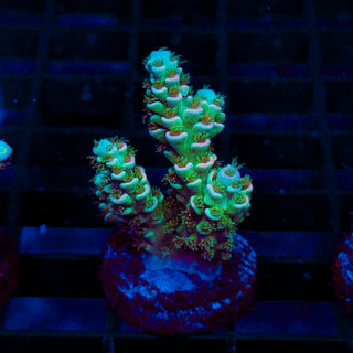 Ultra Acro 448