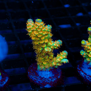 Tangerine Passion 443