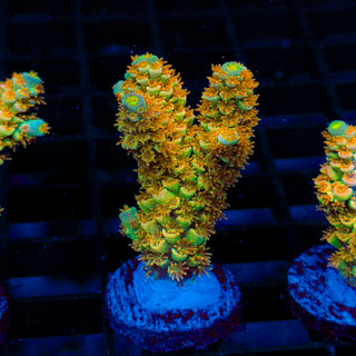 Tangerine Passion 440