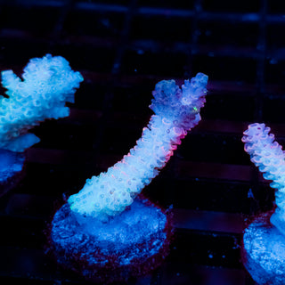 Plasma Blossom Mille 987