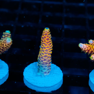 Ember Crown Mille 1019