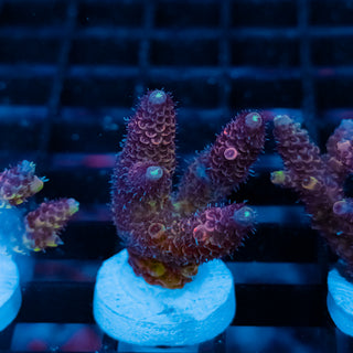 Violet Surge Mille 1054