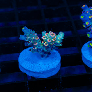 Glowing Phantom 621