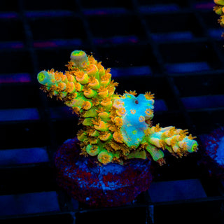 Tangerine Passion 437