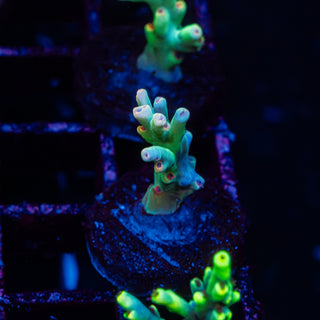 Sour Core R331