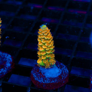 Tangerine Passion 431