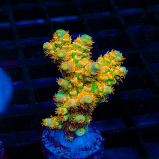 Tangerine Passion 430