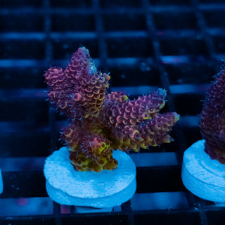 Violet Surge Mille 1053