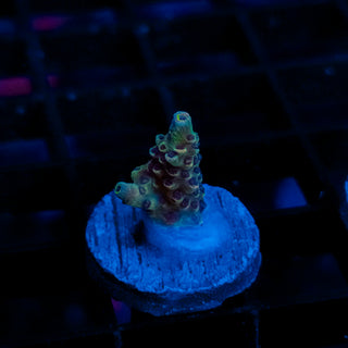 Nebula 103