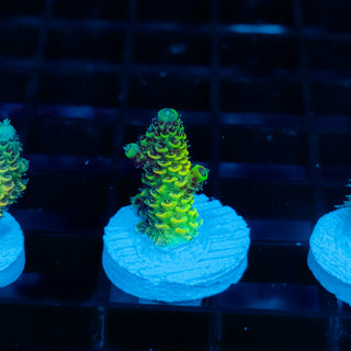 Solar Venom Mille 1088