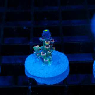 Glowing Phantom 619