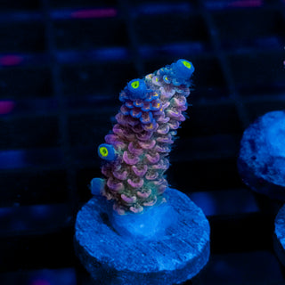 Nebula 102