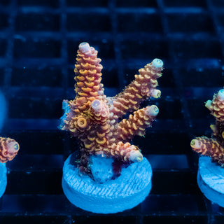 Ember Crown Mille 1017