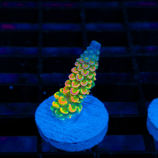 Prism Coil 416