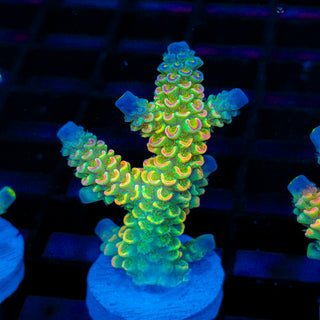 Prism Coil 413