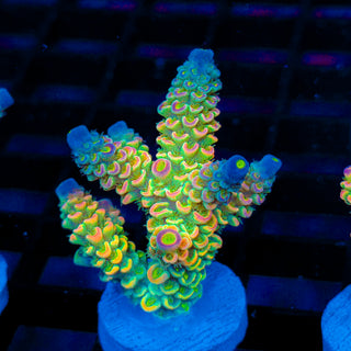 Prism Coil 412