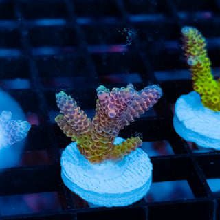 Violet Surge Mille 1052