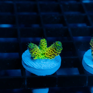 Solar Venom Mille 1086