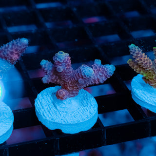 Violet Surge Mille 1051