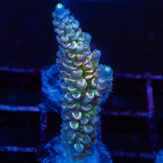 Prism R184