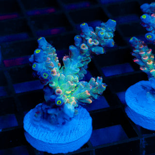 Glowing Phantom 617