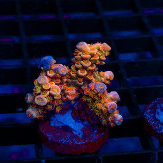 Ultimate Orange Passion 397