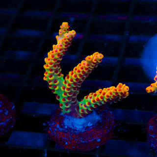Ember Crown 392