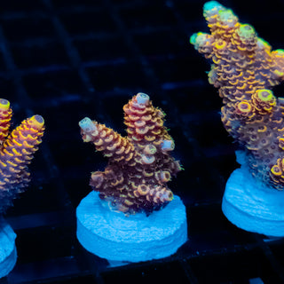 Ember Crown Mille 1014