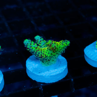 Solar Venom Mille 1085