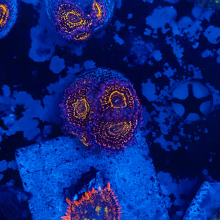 Stratosphere Zoa (4p) 814