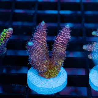 Violet Surge Mille 1049