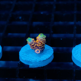 Ember Crown Mille 1011