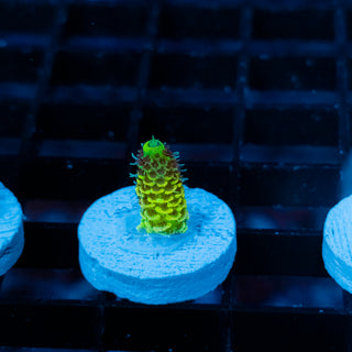 Solar Venom Mille 1082