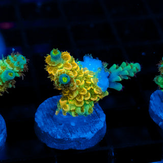 DISNEY x OP HYBRID 096