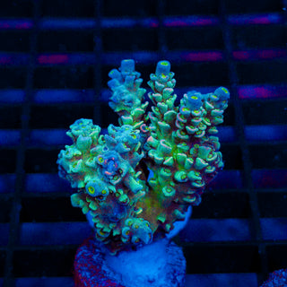 Ultra Acro 360