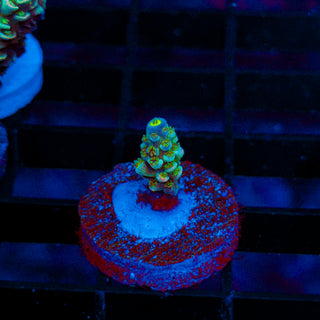 Ultra Acro 359