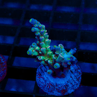 Ultra Acro 358