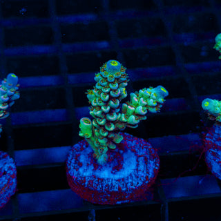 Ultra Acro 353
