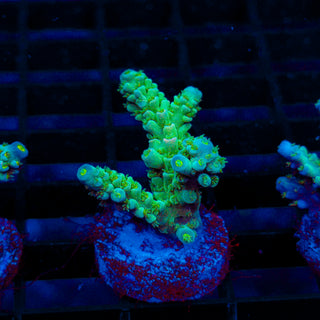 Ultra Acro 352