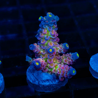 UNICORN 139