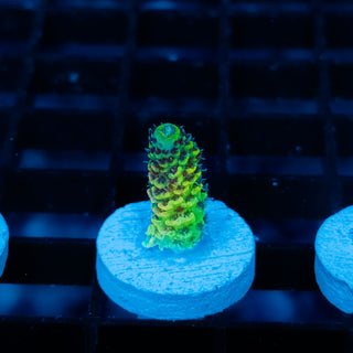 Solar Venom Mille 1081