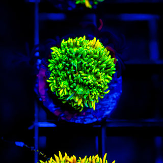 Radiant Goni G262